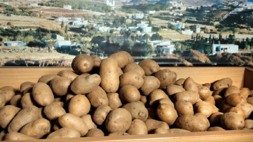 ΕΑΣ Νάξου: Η πατάτα Νάξου… εξαντλήθηκε!